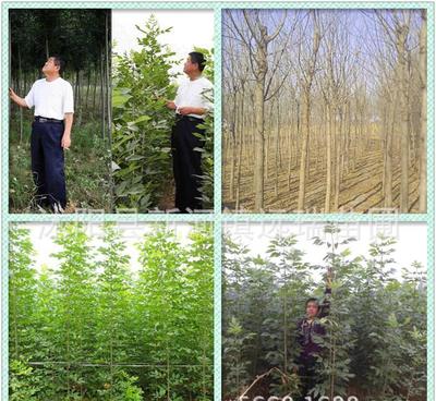 白臘樹小苗 綠化工程優選，規格齊全，量大從優