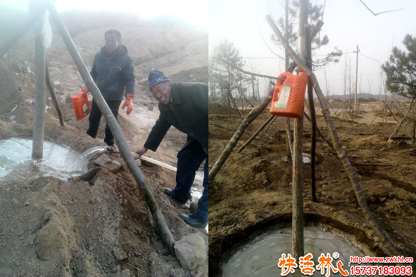 剛移栽樹木的養(yǎng)護全攻略 教你正確養(yǎng)護與科學(xué)使用生根水